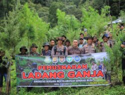 Polres Gayo Lues Musnahkan 5 Hektar Ladang Ganja