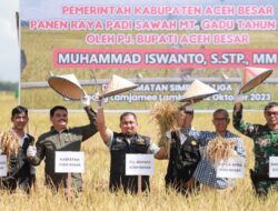 Pj Bupati Iswanto Panen Perdana MT Gadu Tahun 2023 di Simpang Tiga