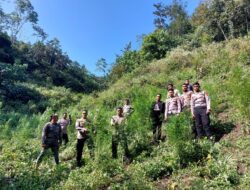 Polres Aceh Besar Musnahkan Satu Hektar Ladang Ganja di Meureu Indrapuri