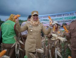 Pj Bupati Nagan Raya Panen Perdana Jagung Hibrida di KIT Padang Turi