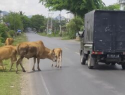 Ternak Sapi Berkeliaran di Jalan Raya Kawasan Lhoknga Ganggu Pengendara