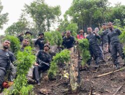 Polres Aceh Selatan Musnahkan Satu Hektar Ladang Ganja di Kluet Timur