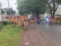 Ternak Sapi Berkeliaran di Jalan Rel Kereta Api, Pengendara Harus Ekstra Hati-hati
