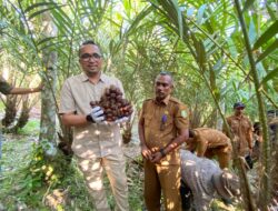 Panen Salak, Pj Wali Kota: Lahan Pertanian Sabang Menjanjikan
