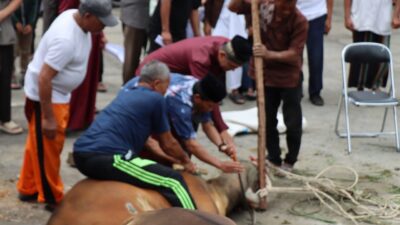 Usai Shalat Ied, Kapolres Aceh Tengah Saksikan Penyembelihan Hewan Qurban