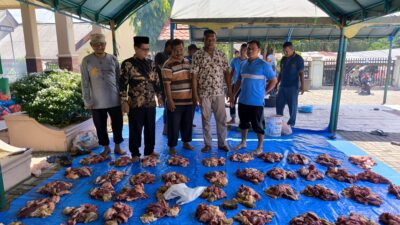 Momen Idul Adha 1445 H, Kemenag Sabang Sembelih 10 Ekor Sapi