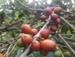 Pasca Idul Adha, Harga Kopi Arabika Naik di Aceh Tengah