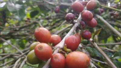 Pasca Idul Adha, Harga Kopi Arabika Naik di Aceh Tengah