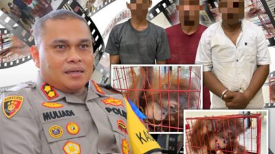 Tiga Pelaku Perdagangan Satwa Dilindungi di Aceh Tamiang Ditangkap
