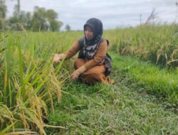 Jelang Panen Raya di Simpang Tiga Aceh Besar, Harga Gabah Rp 6.500/kg