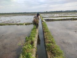 Petani Simpang Tiga Mulai Tahapan Tanam Rendeng Tahun 2024