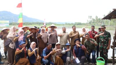 Pj Bupati Iswanto Bersama Forkopimda Tanam Padi Perdana di Simpang Tiga