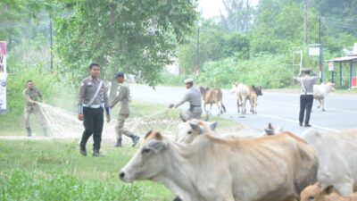 Satpol PP dan WH Aceh Besar Tertibkan Ternak di Jalan Lintas Banda Aceh-Meulaboh