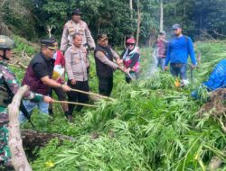 Kapolres Aceh Besar Pimpin Langsung Pemusnahan Ladang Ganja Di Pegunungan Lamteuba