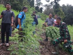 Kodim 0113/Gayo Lues Musnahkan Tiga Ha Ladang Ganja di Pegunungan Desa Ekan