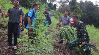 Kodim 0113/Gayo Lues Musnahkan Tiga Ha Ladang Ganja di Pegunungan Desa Ekan