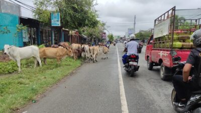 Hewan Ternak Sapi Berkeliaran, Ancam Pengendara di Jalan Cut Nyak Dhien