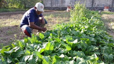 Kisah Petani Sayuran di Leu-Ue Siap Dukung Ketahanan Pangan, Tapi Masih Butuh Perhatian