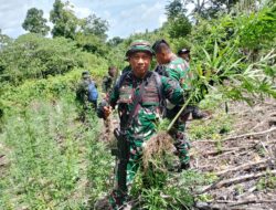 Pangdam IM Apresiasi Pemusnahan Dua Hektare Ladang Ganja di Aceh Besar