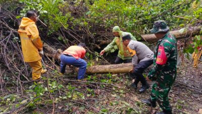 Cuaca Ekstrem Tumbangkan Pohon di Sabang, Polsek Bersama TNI, BPBD dan Warga Lakukan Pembersihan