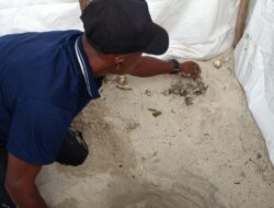 KOMPAK Selamatkan Puluhan Telur Penyu Sisik di Sabang