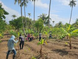 Petani Cot Mancang Sabang Kembangkan Padi Gogo Tumpangsisip