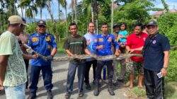 Damkar BPBD Aceh Besar Evakuasi Ular Piton di Komplek Bulog Ingin Jaya