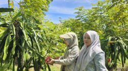 Wisata Petik Buah Naga di Sabang Diburu Pengunjung Selama Musim Liburan