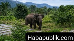 Gajah Kejar Warga di Kawasan Kebun Desa Buter, Minta BKSDA Segera Turun Tangan