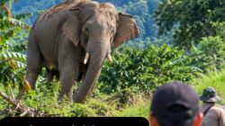 Gajah Liar Ganggu Warga di Ketol, BKSDA Takengon Siapkan Tim Turun ke Lapangan