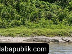 Penampakan Seekor Buaya Di Pinggir Sungai Krueng Kluet Resahkan Warga Kedai Padang