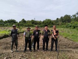 Ketua PWM Aceh Tanam Perdana Bibit Durian ‘Musang King’ di Aceh Jaya
