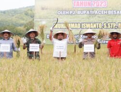 Pj Bupati Iswanto Panen Raya Padi MT Gadu di Lamtamot