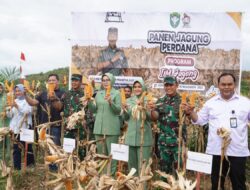 Pangdam IM Panen Jagung Tumpang Sari Program I’M Jagong di Aceh Jaya