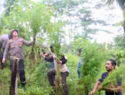Polres Aceh Utara Musnahkan Ladang Ganja di Sawang