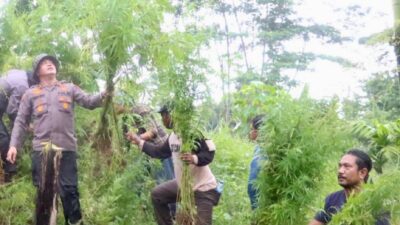 Polres Aceh Utara Musnahkan Ladang Ganja di Sawang