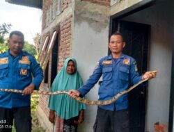 Ular Panjang Tiga Meter Masuk Kamar Tidur Rumah Warga Lhoong