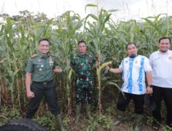 Dandim 0101/KBA dan Pj. Bupati Aceh Besar Tinjau Kebun Jagung Yonif 112/DJ