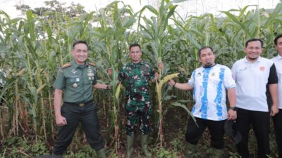 Dandim 0101/KBA dan Pj. Bupati Aceh Besar Tinjau Kebun Jagung Yonif 112/DJ