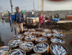 Harga Ikan Tongkol di Banda Aceh Turun Drastis