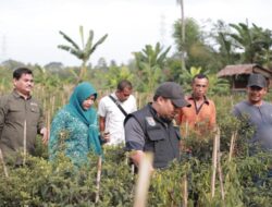Pj Bupati Aceh Besar Panen Cabai Bersama Petani Kuta Cot Glie