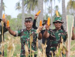 Pasiter Kodim 0101/KBA Panen Jagung Program I’m Jagong Tahap 2 di Aceh Besar