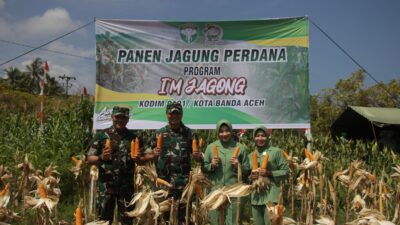 Dandim 0101/KBA Bersama Ketua Persit KCK Panen Jagung Perdana di Aceh Besar