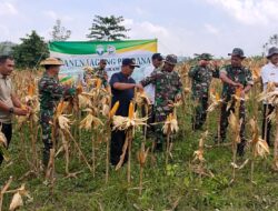Pgs. Pasi Ter Kodim 0101/KBA Pimpin Panen Perdana Jagung Program I’M Jagong Tahap II