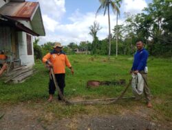 Petugas Pos Damkar BPBD Aceh Besar Tangkap Ular Piton di Jantho