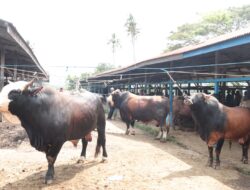 Jelang Meugang Ramadhan, Transaksi Jual Beli Pasar Hewan Sibreh Masih Sepi