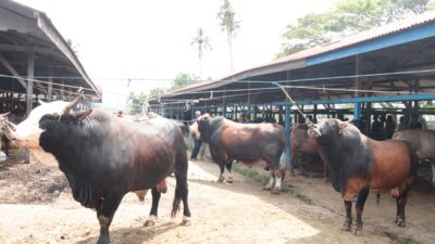Jelang Meugang Ramadhan, Transaksi Jual Beli Pasar Hewan Sibreh Masih Sepi