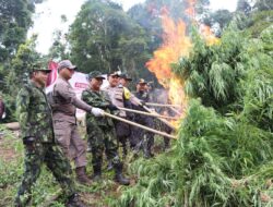 BNN RI dan Polres Aceh Besar Musnahkan Empat Hektar Ladang Ganja di Indrapuri dan Lamteuba