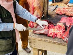 Tradisi Meugang Ramadhan 1445 H di Sabang, Sembelih 80 Ekor Ternak