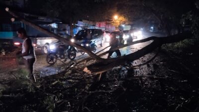 Tersenggol Mobil, Pohon Tumbang di Lambaro, Lalu Lintas Sempat Macet Total